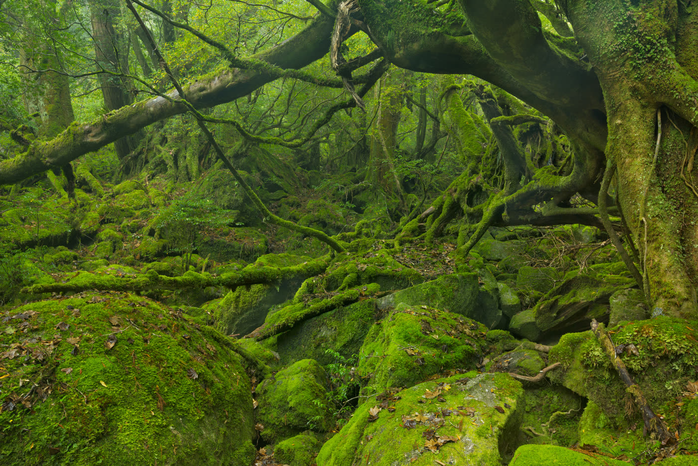 Old-growth forest floor in deep green